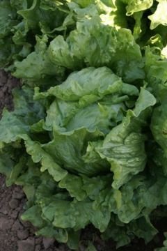 Bombola İceberg Marul Fidesi