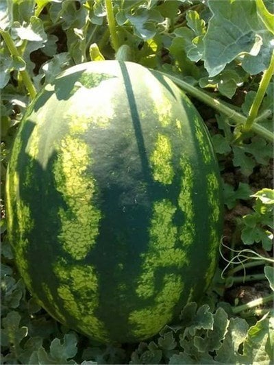 Bozbey F1 Karpuz Fidesi