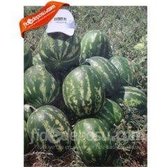 Bozbey F1 Karpuz Fidesi