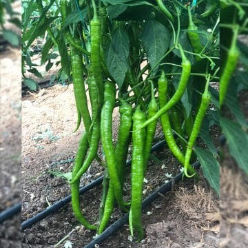 Sultan F1 Tatlı Sivri Biber Tohumu