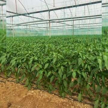 Sultan F1 Tatlı Sivri Biber Tohumu