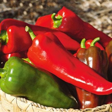 Arya F1 Kapya Biber Fidesi