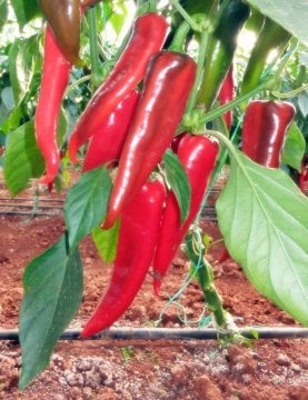 Arya F1 Kapya Biber Fidesi