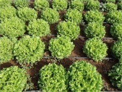 Caipira (Şakira)Kıvırcık Marul Fidesi