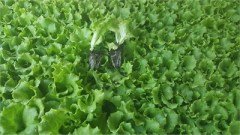 Caipira (Şakira)Kıvırcık Marul Fidesi