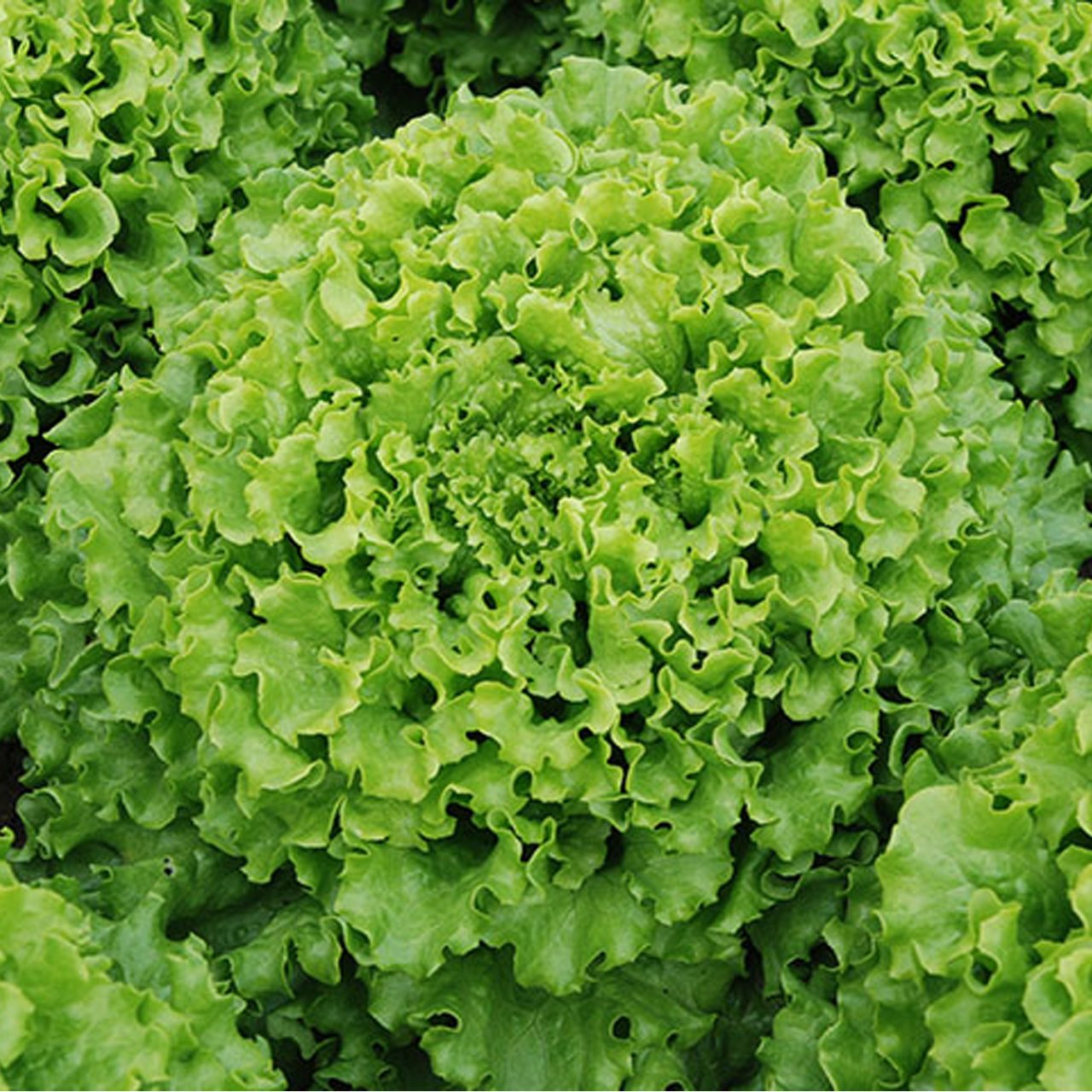 Caipira (Şakira)Kıvırcık Marul Fidesi