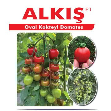 Alkış F1 Oval Kokteyl Domates Fidesi