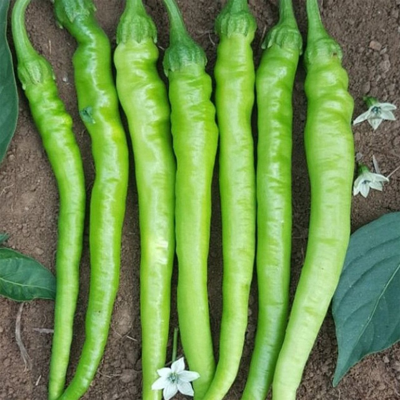 Çetinel Tatlı Sivri Biber Fidesi