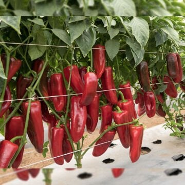 Zaruri F1 Kapya Biber Fidesi