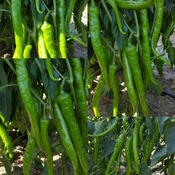 Anemon F1 Sivri Biber Fidesi