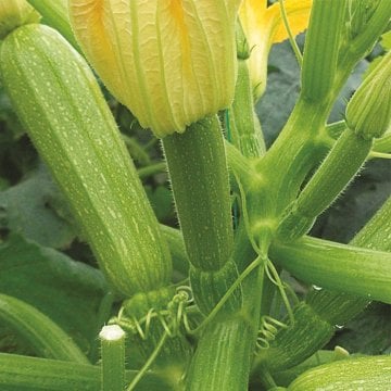 Roni F1 Kabak Tohumu 100 Gram