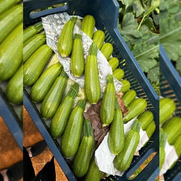 Şöhret F1 Mini Kabak Tohumu 500 Adet