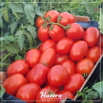 Kamenta F1 Salçalık Domates Tohumu