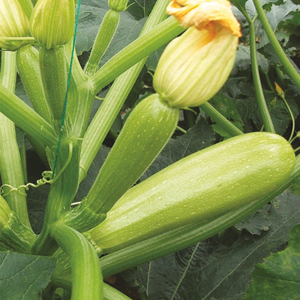 Miray F1 Kabak Tohumu 100 Gram