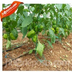 Dolares F1 Dolma Biber Fidesi