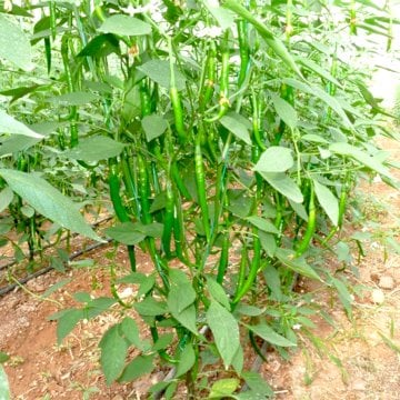 Mızrak F1 Şili Biber Fidesi