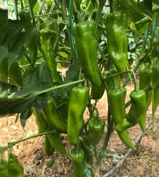 Rosso F1 Kapya Biber Fidesi