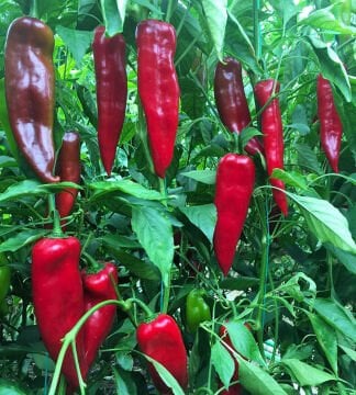 Rosso F1 Kapya Biber Fidesi