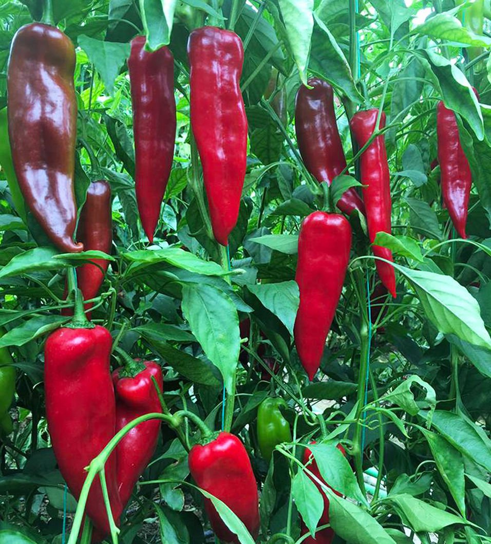 Rosso F1 Kapya Biber Tohumu