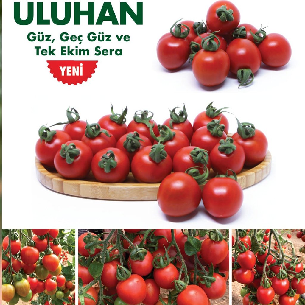 Uluhan F1 Kokteyl Domates Tohumu