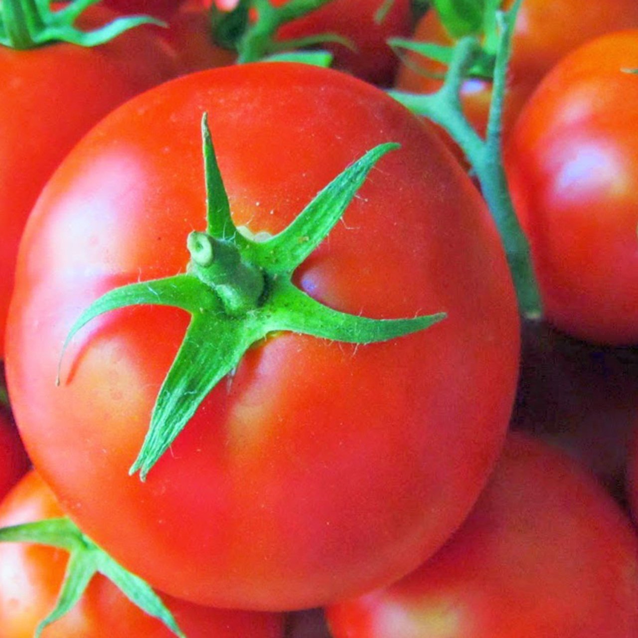 Falcon Sofralık Domates Fidesi