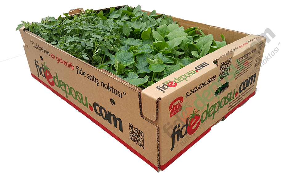 Hobi Fide Seti Maxi (200 Adet)