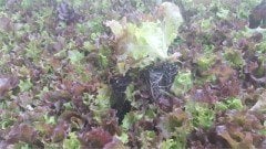 Giardina Kırmızı Kıvırcık Marul Fidesi