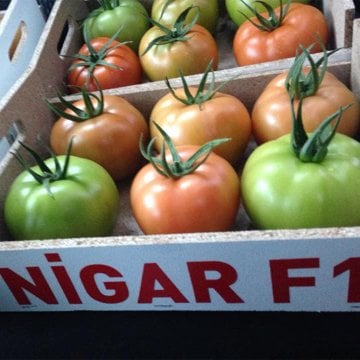 Nigar F1 Domates Tohumu 1000 Adet