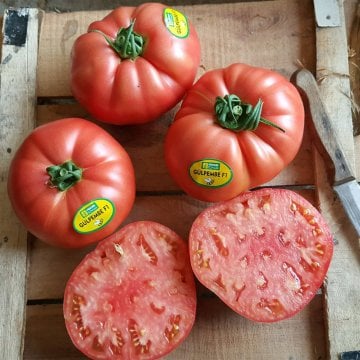 Gülpembe F1 Domates Fidesi