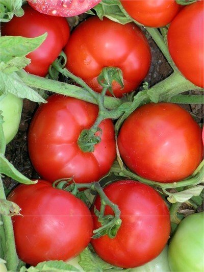 Cuma F1 Oturak Domates Tohumu 1000 Adet