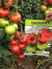 İskender F1 Domates Fidesi