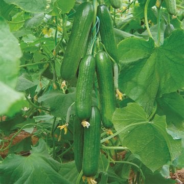 Şampiyon Menderes F1 Salatalık Tohumu