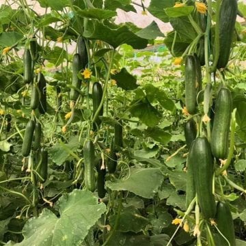 Şampiyon Menderes F1 Salatalık Tohumu