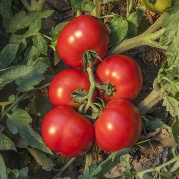 Joker F1 Oturak Domates Fidesi