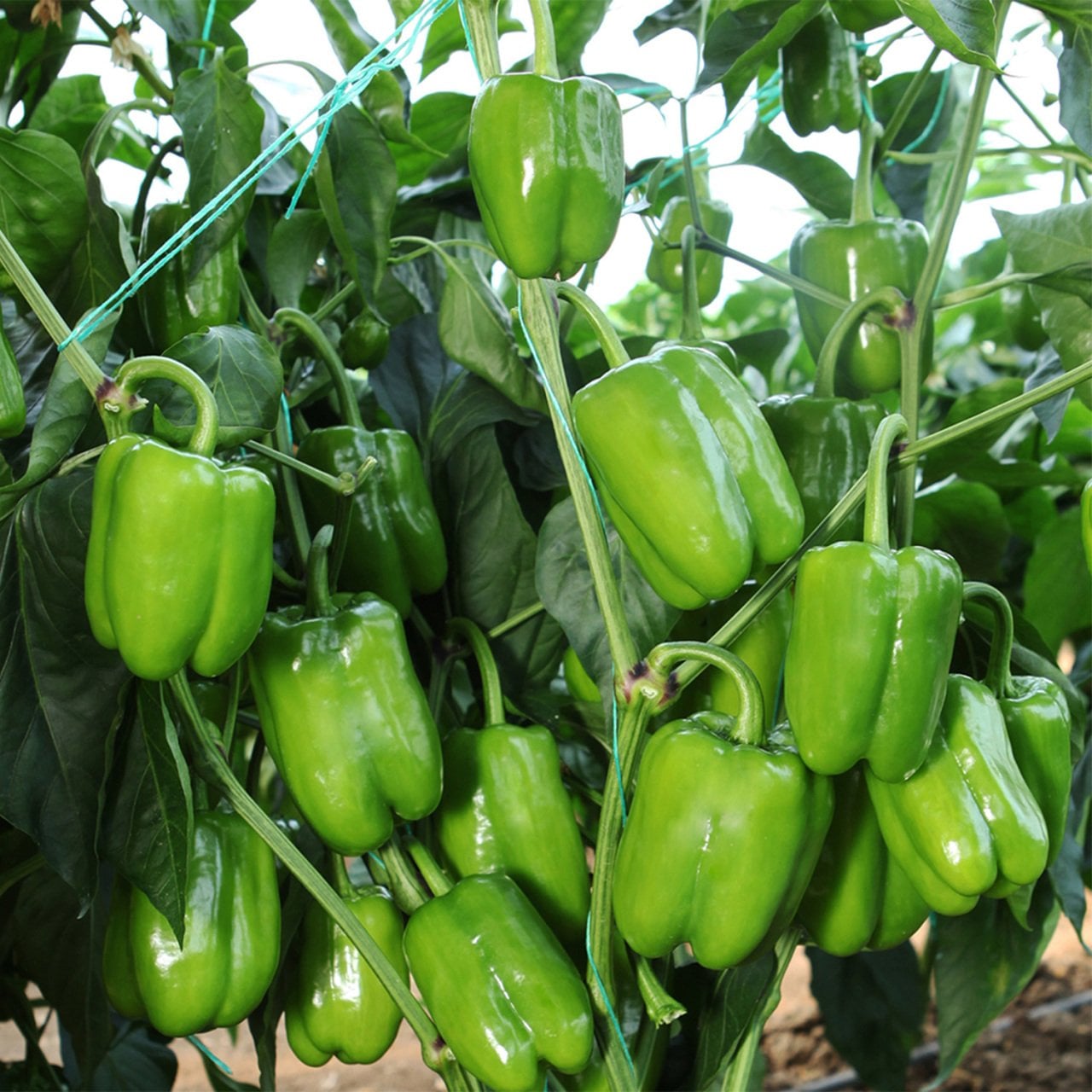 Kandil Dolma Biber Fidesi