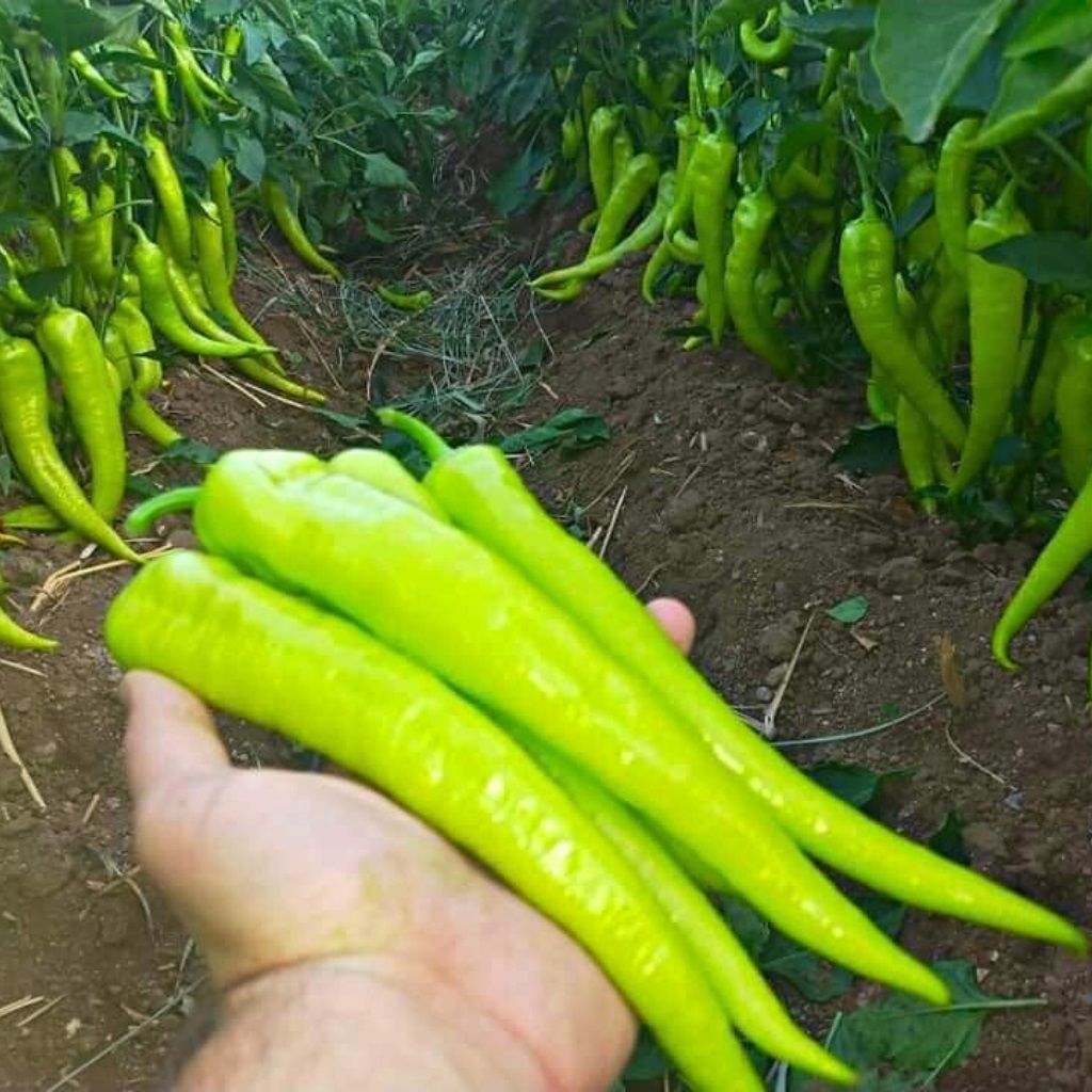 Elvan F1 Çarliston Biber Fidesi