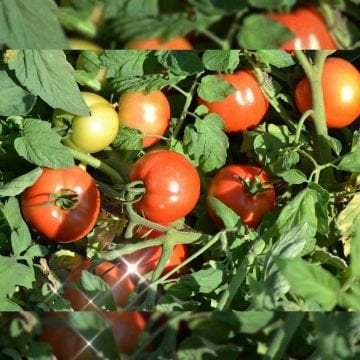 Karaköy F1 Oturak Domates Fidesi