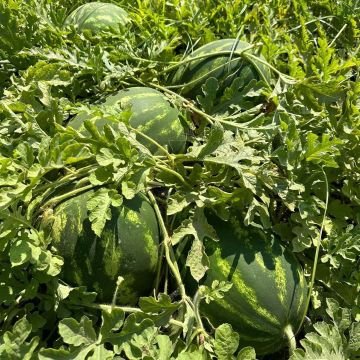 Leanca F1 Karpuz Tohumu 1000 Adet