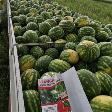 Leanca F1 Karpuz Tohumu 1000 Adet