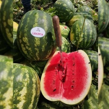 Leanca F1 Karpuz Tohumu 1000 Adet