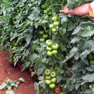 Kardelen F1 Domates Fidesi