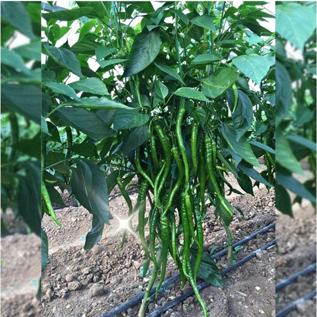 Kılcan F1 Tatlı Sivri Kıl Biber Fidesi