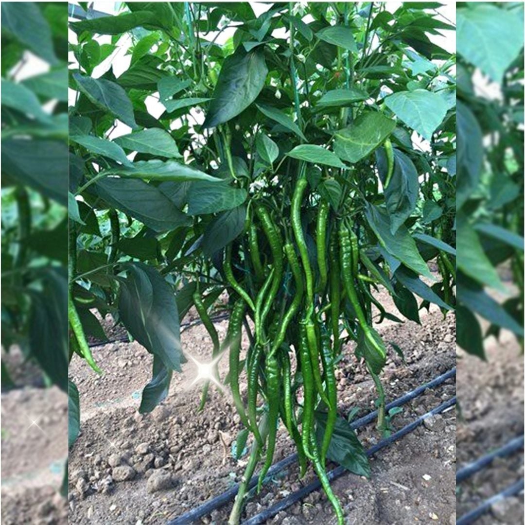 Kılcan F1 Tatlı Sivri Kıl Biber Fidesi