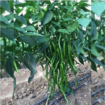 Kılcan F1 Tatlı Sivri Kıl Biber Fidesi