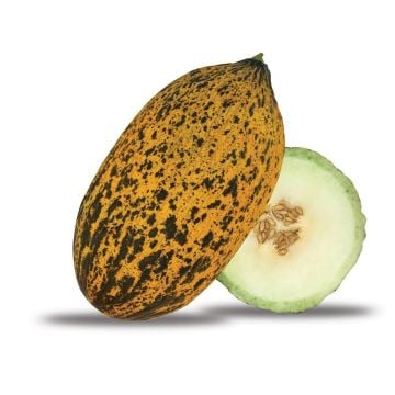 Kırkağaç Kavun Fidesi