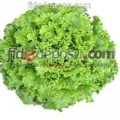 Kıvırcık Marul Fidesi Koli Seç (384 adet)