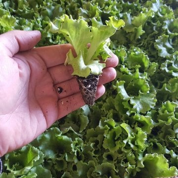 Kıvırcık Marul Fidesi Koli Seç (384 adet)