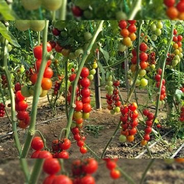 Forty F1 Çeri Domates Tohumu 1000 Adet