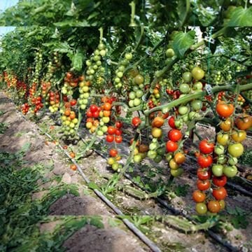 Forty F1 Çeri Domates Tohumu 1000 Adet