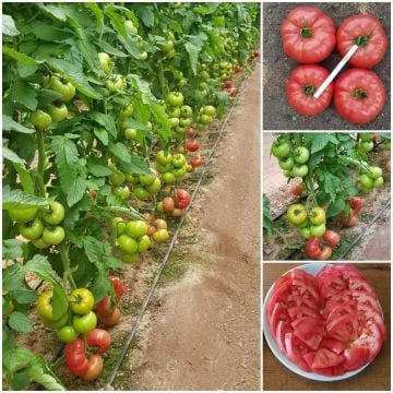 Aşılı Sihirbaz F1 Pembe Domates Fidesi